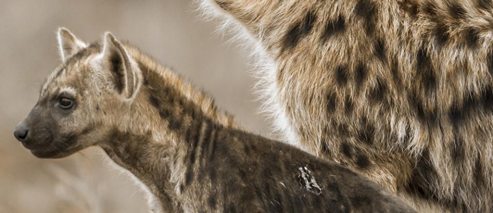 Social ties among spotted hyenas