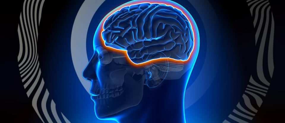 זרקור על מחסום דם במוח