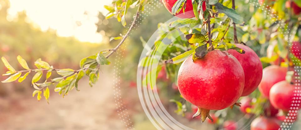 BIUWeb_Articles_RoshHashana_01
