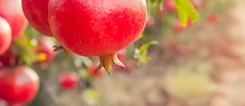 Shana Tova