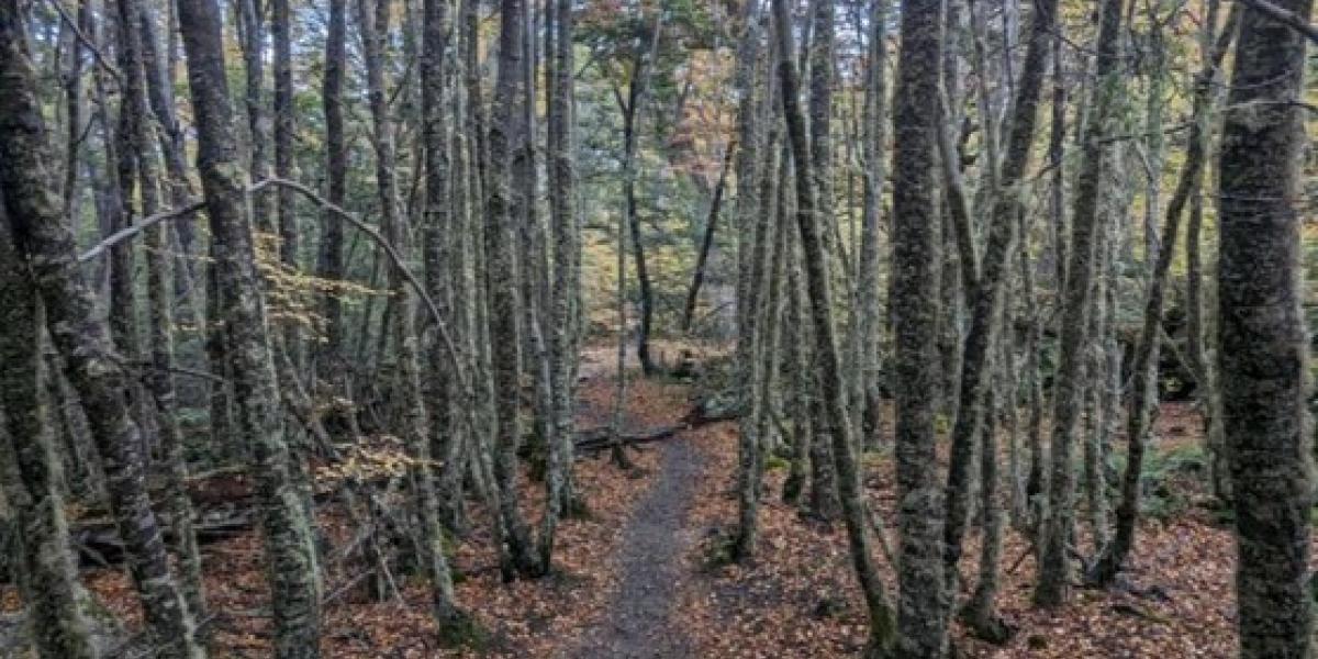 פסיכותרפיה אנליטית יונגיאנית